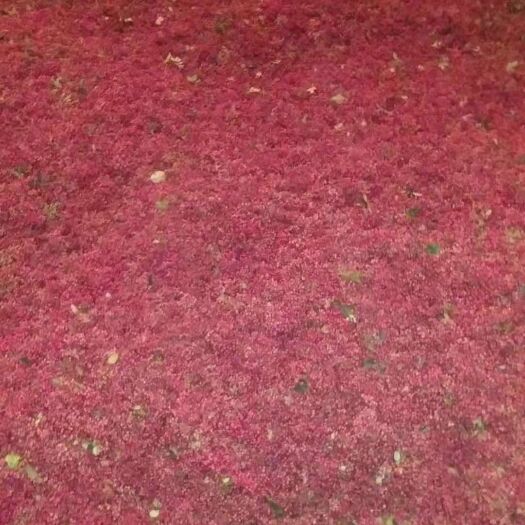 汉源县 花椒，一级，当年干椒，生态，色鲜、味麻、清香、肉厚，直供