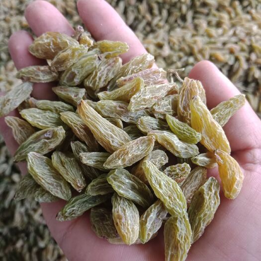 吐鲁番 优选  新疆绿北京王葡萄干 无核颗粒特大 批发