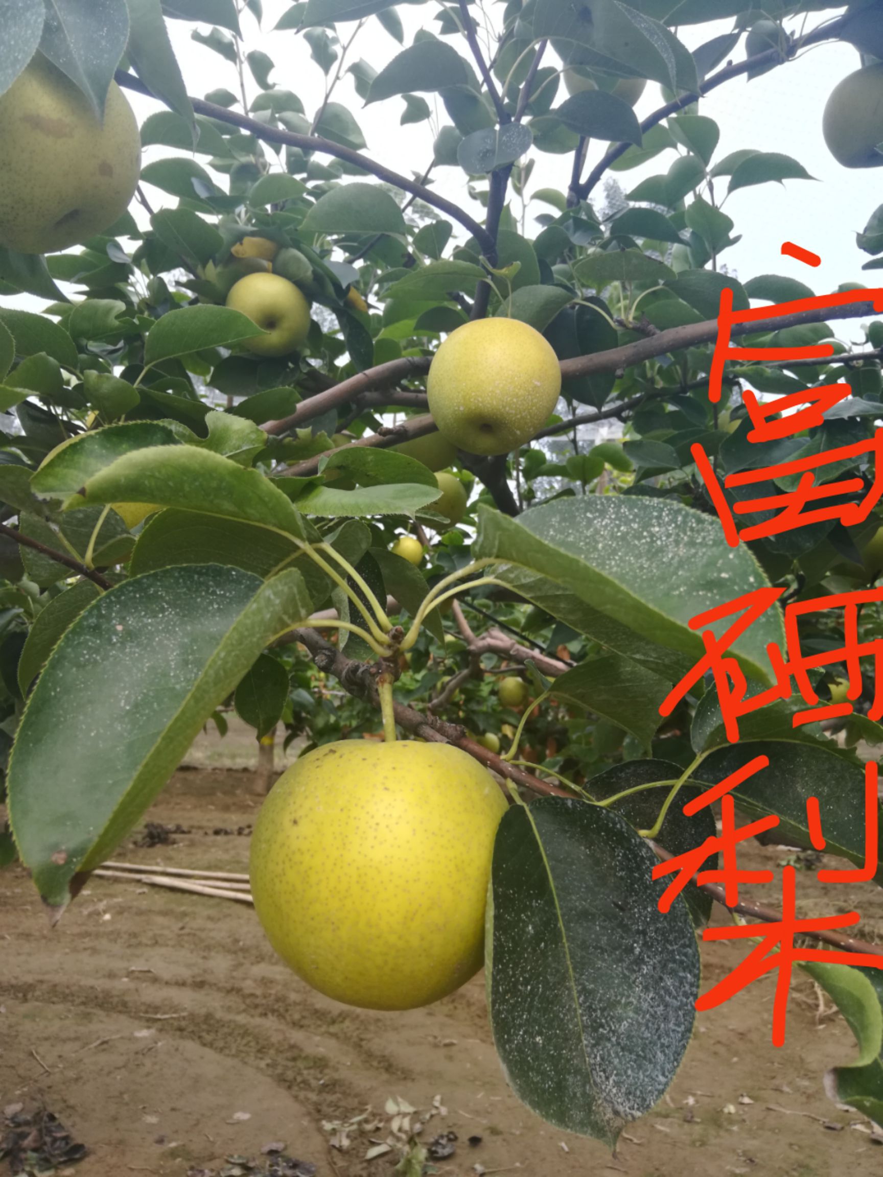  回口不酸的富硒梨！