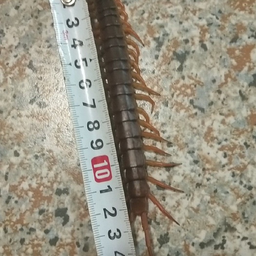 浦北县不限品种