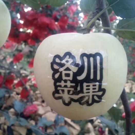 洛川县嘎啦苹果 从果🍎 园到舌尖，只需要一个快递的距离！