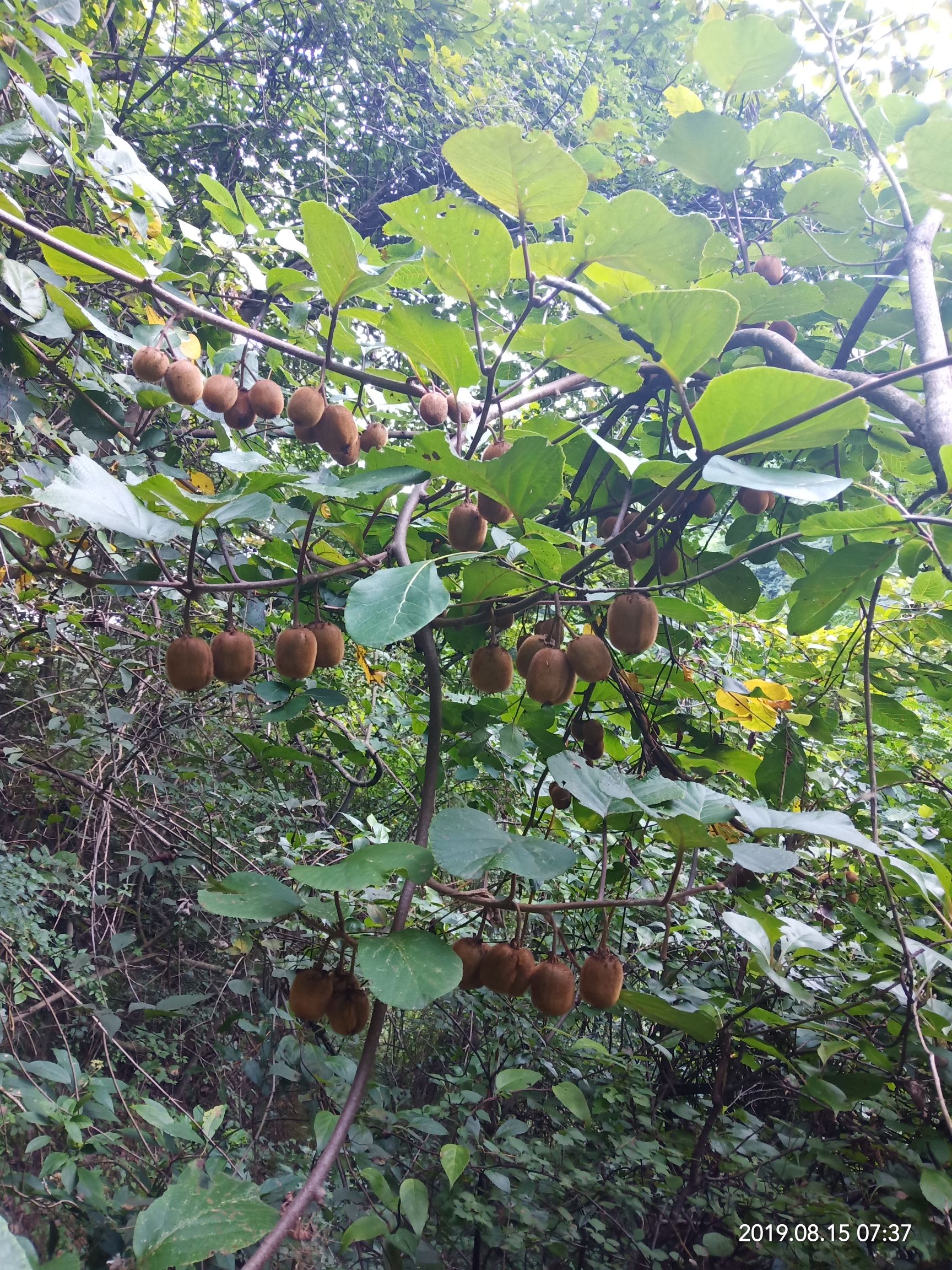 野生猕猴桃 纯野生猕猴   包邮  视屏采摘