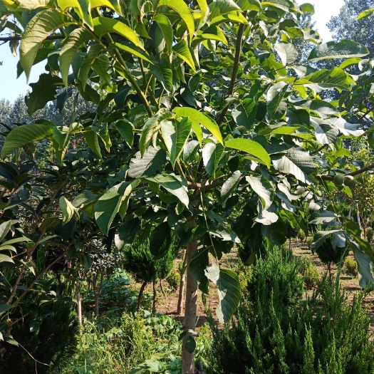 沭阳县 核桃苗
