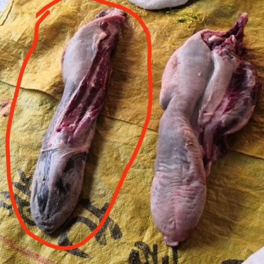  新鮮牛舌，貨源穩(wěn)定，大量出售！