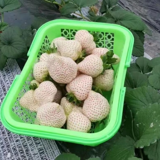 泰安白雪公主草莓苗 白草莓苗 淡雪草莓苗 桃熏草莓苗