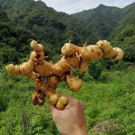 文山市姜形黄精 块