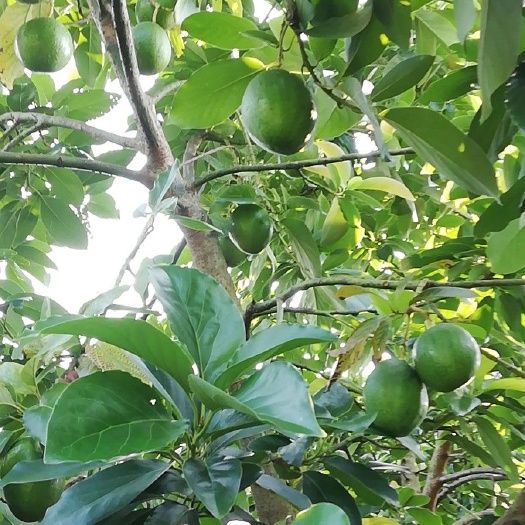 崇左 基地直销牛油果几万斤