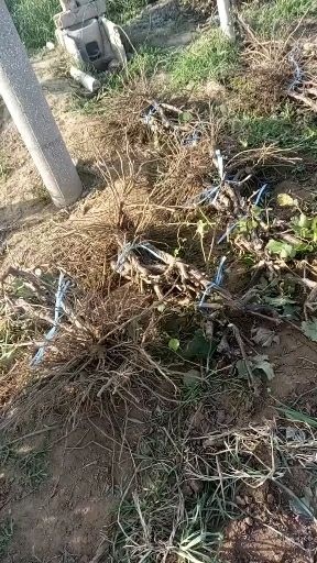 保定贝达葡萄苗 占地葡萄树