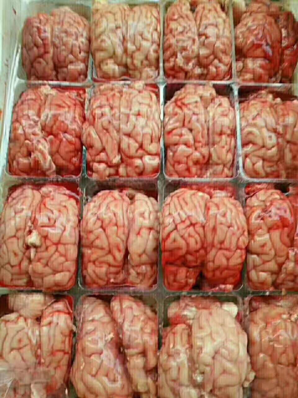 羊脑 单对脑