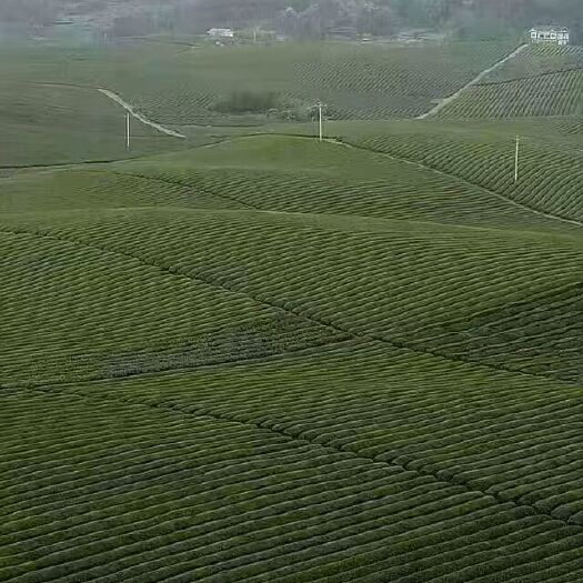 凤冈县 中国富锌富硒有机茶，绿茶，红茶