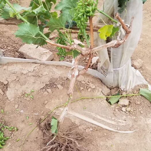 晋州市 巨峰葡萄苗 大葡萄树  占地葡萄树