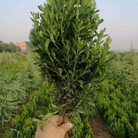 新乡 小叶黄杨豆瓣杨