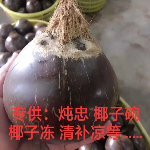 文昌市椰子  海南本地椰皇 长年供应 规格38-42分公分