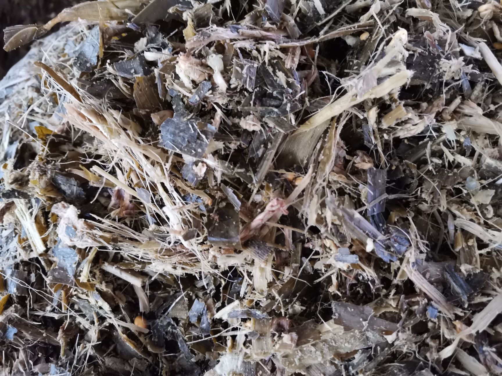 常年出售玉米秸秆青储草料