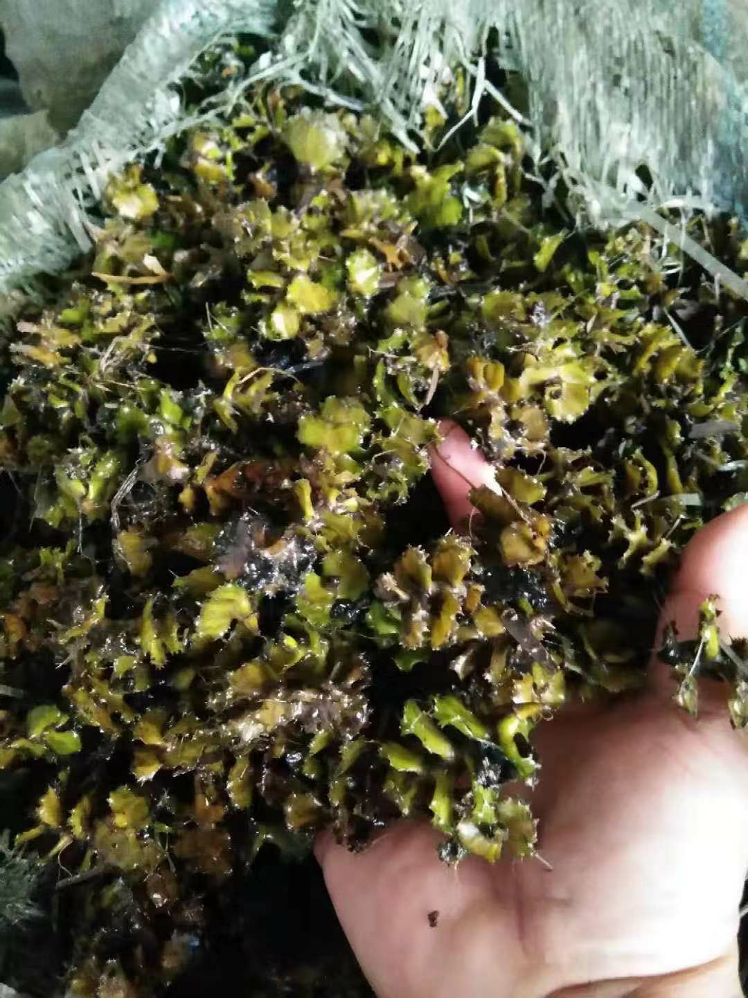 麦黄草籽是虾蟹塘专用冷水草。也是虾蟹的饵料。