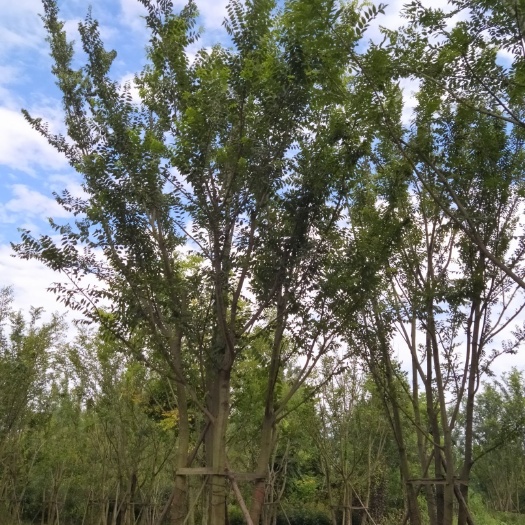 成都 信和园林基地直供，丛生朴树基地批发，供应各种规格品种