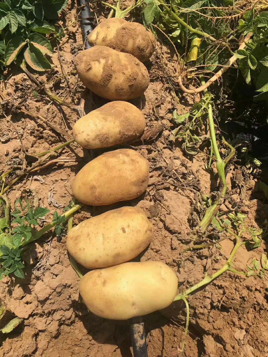 定边土豆 黄皮黄肉226