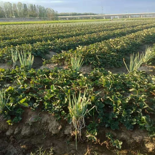 淮南红颜草莓苗 10~20公分 地栽苗