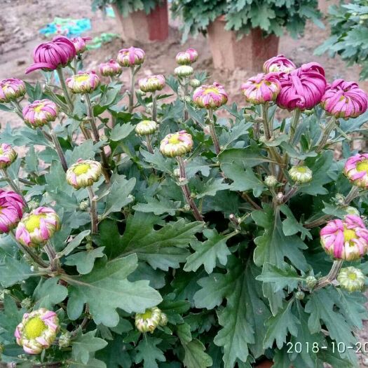 曹县 各种菊花