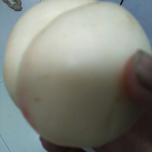 大连中油20号油桃 U桃20