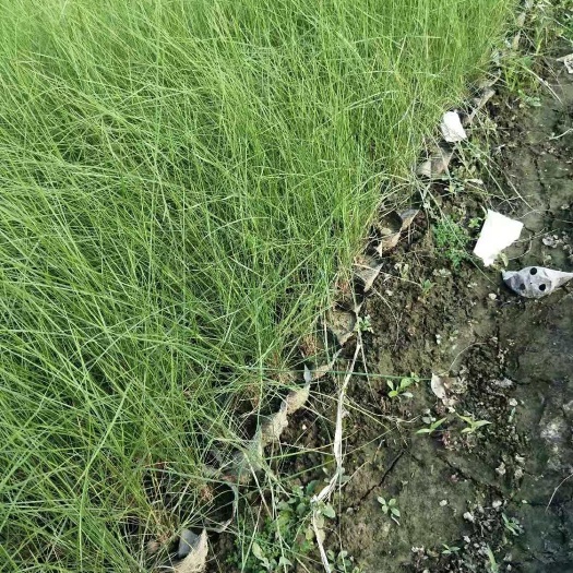杭州粉黛乱子草 小杯苗 移栽苗成活率高 网红草
