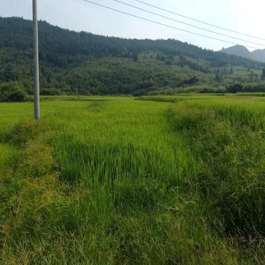 莲花县象牙粘 中稻/一季稻