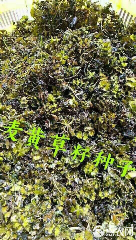 麦黄草籽是虾蟹塘专用冷水草。也是虾蟹的饵料。