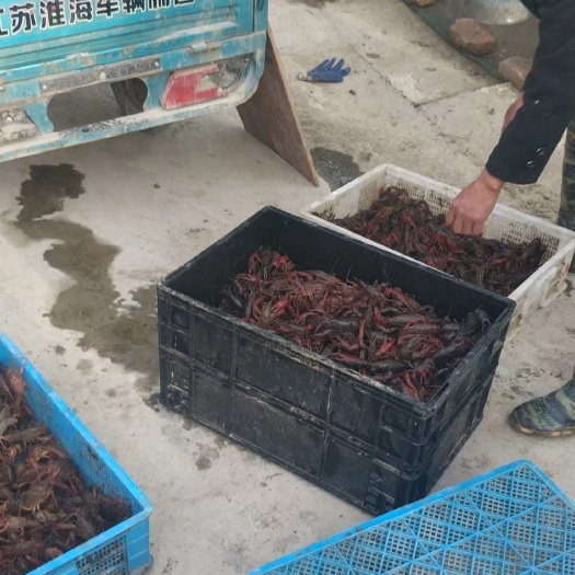 盱眙县 精品盱眙龙虾789钱，生态养殖，绿色环保