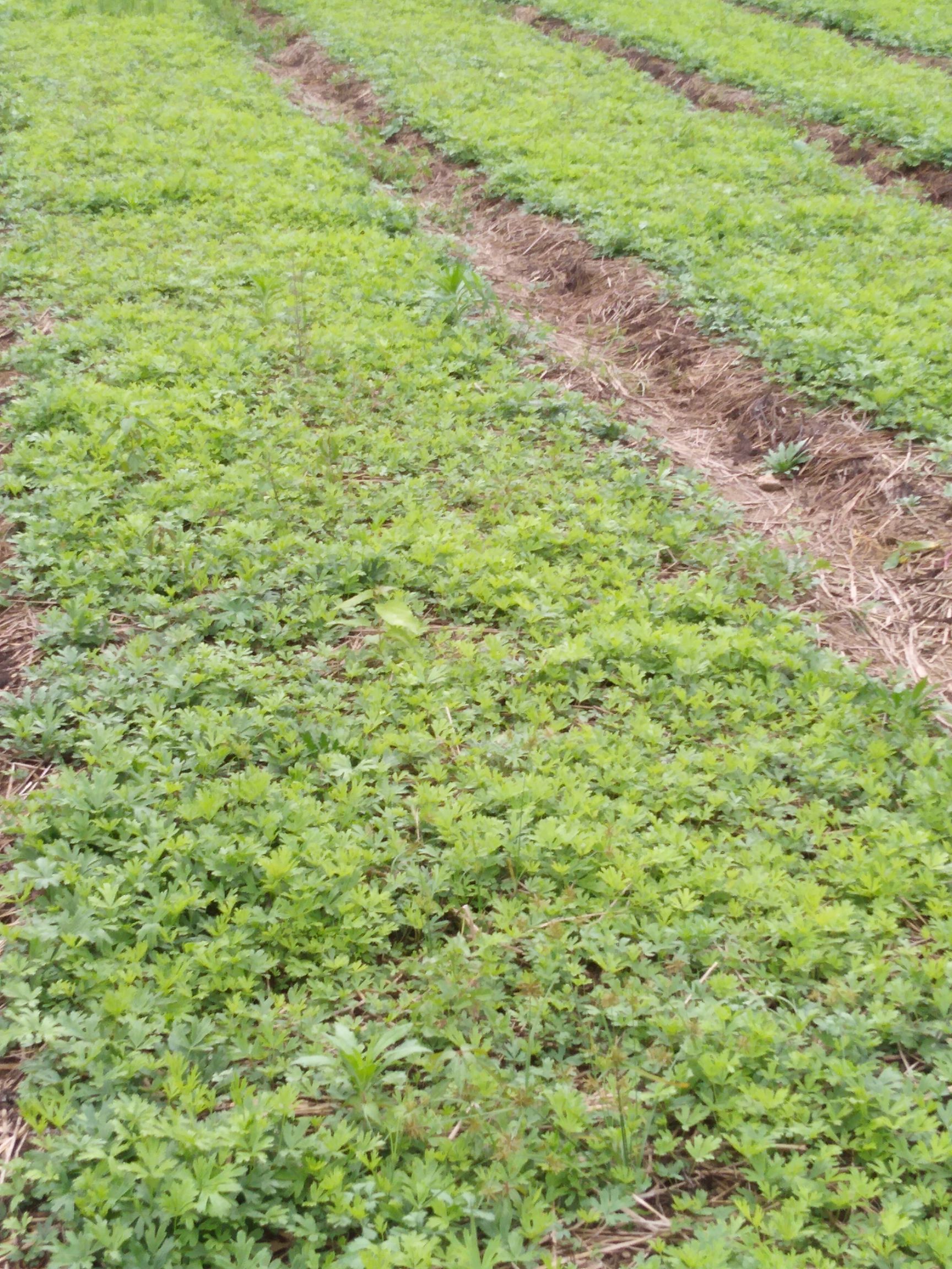 白头翁种苗  出售白头翁二年苗，丹东白头翁二年苗，品种好。