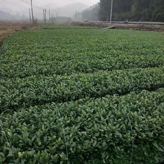 安吉县安吉白茶树苗 安吉白茶苗