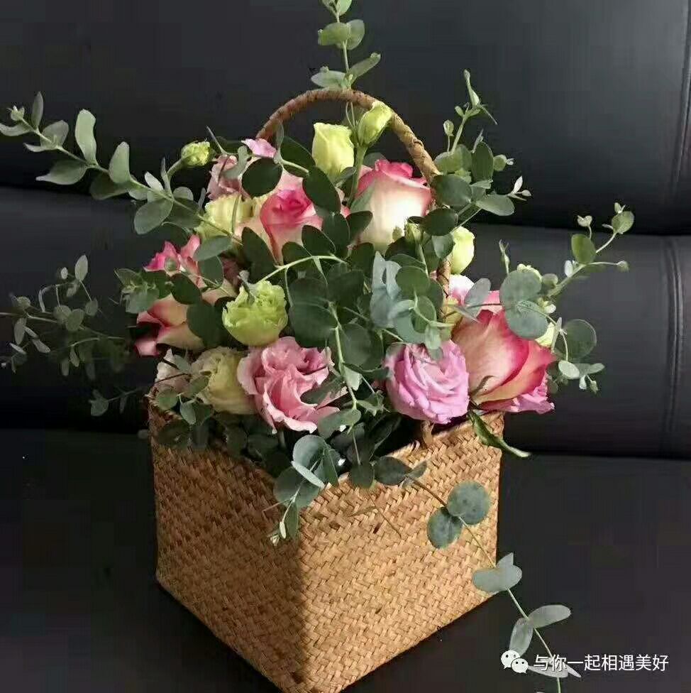 桉树苗 40万棵尤加利种苗欲低价出售