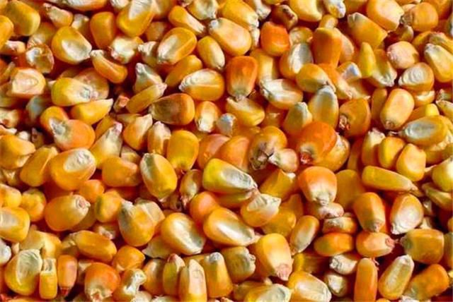 玉米干粮 杂质很少 水份14%-16% 