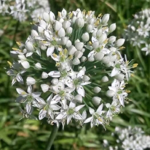 济南 韭菜花  韭花