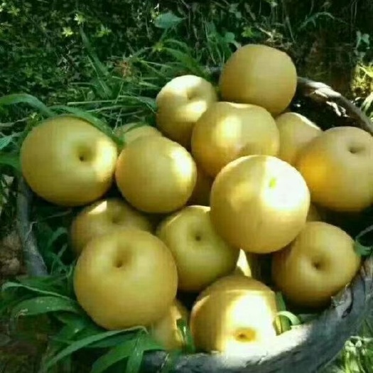 中方县 活水金秋梨