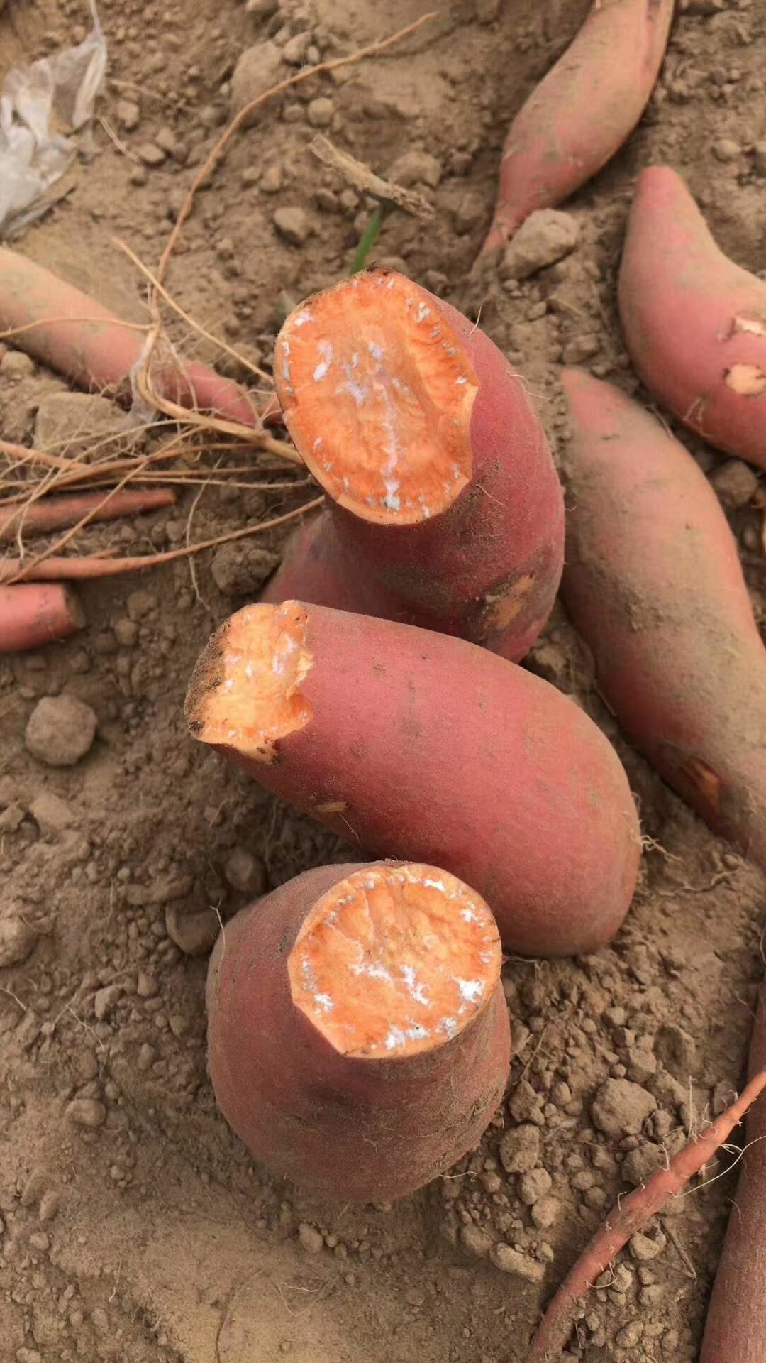  烟暑25原产地今年新红薯大量出货了，欢迎，微商，电商，平台，