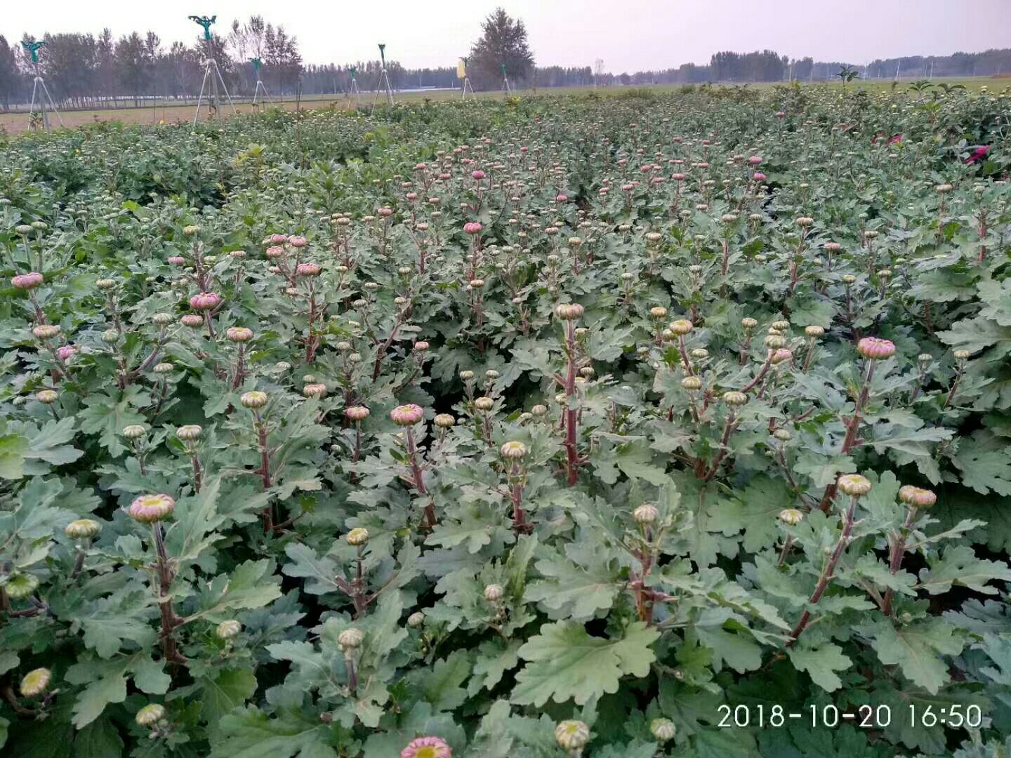  各种菊花