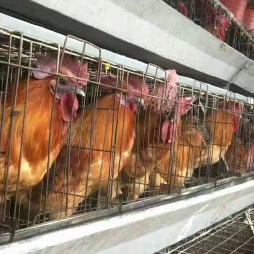 南宁 金凤乌鸡苗，黄羽乌鸡