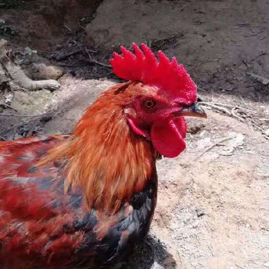 南宁 青脚土鸡V3，青脚土鸡苗