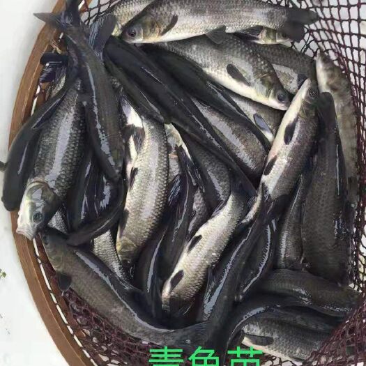 重庆市 青鱼苗