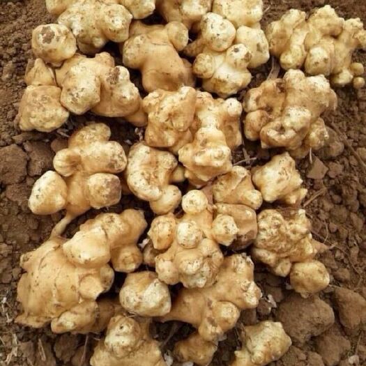 喀左县白洋姜 菊芋、鬼子姜，公司自产大量供应