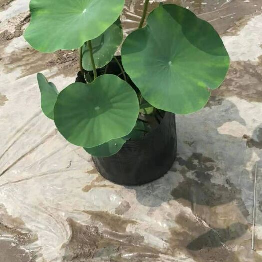 杭州荷花盆栽 荷花  盆苗