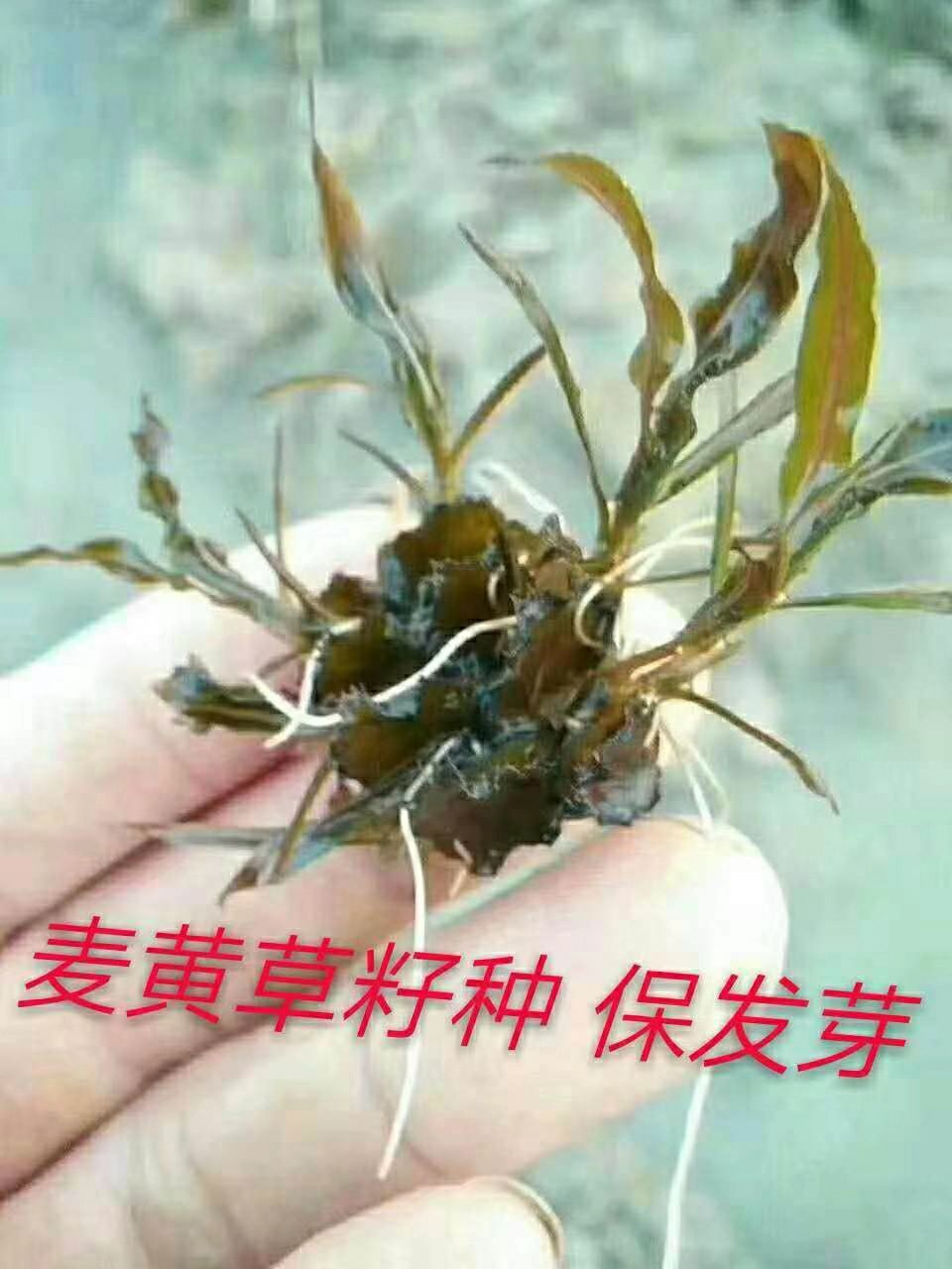 麦黄草籽是虾蟹塘专用冷水草。也是虾蟹的饵料。