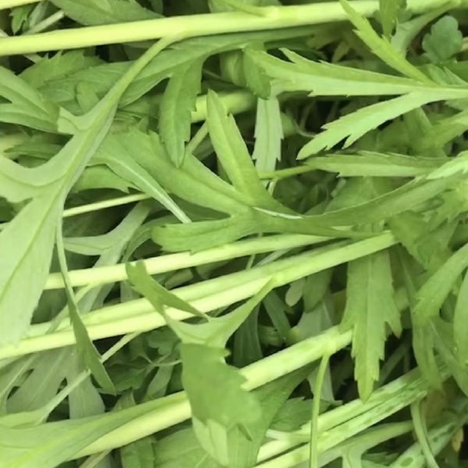 曲靖青藜蒿 新鲜芦蒿 未加工