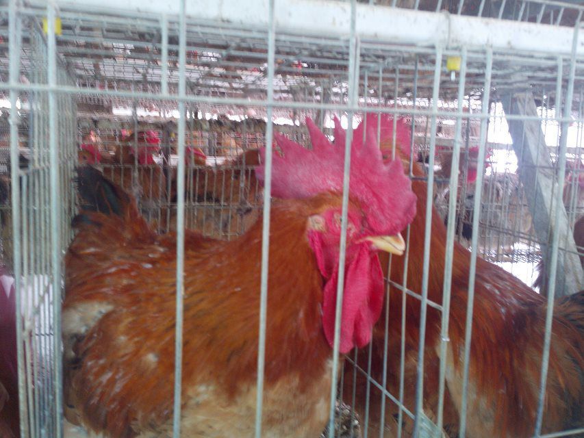  K9鸡苗，肉鸡苗，快大肉鸡苗，快大K9苗