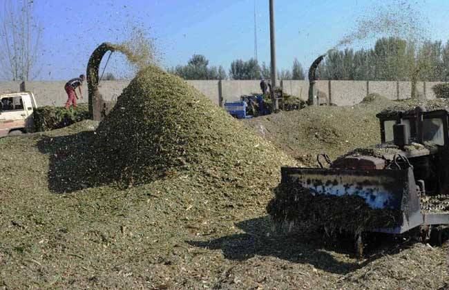 临泉县牛羊草料