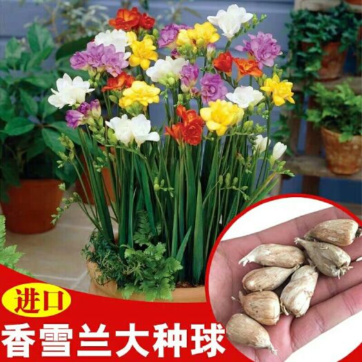 沭阳县 盆栽香雪兰种球 重瓣浓香型 小苍兰种球多年生室内香雪兰花种