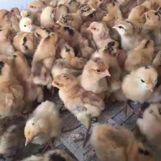永州青脚土鸡苗 青脚土鸡脱温鸡