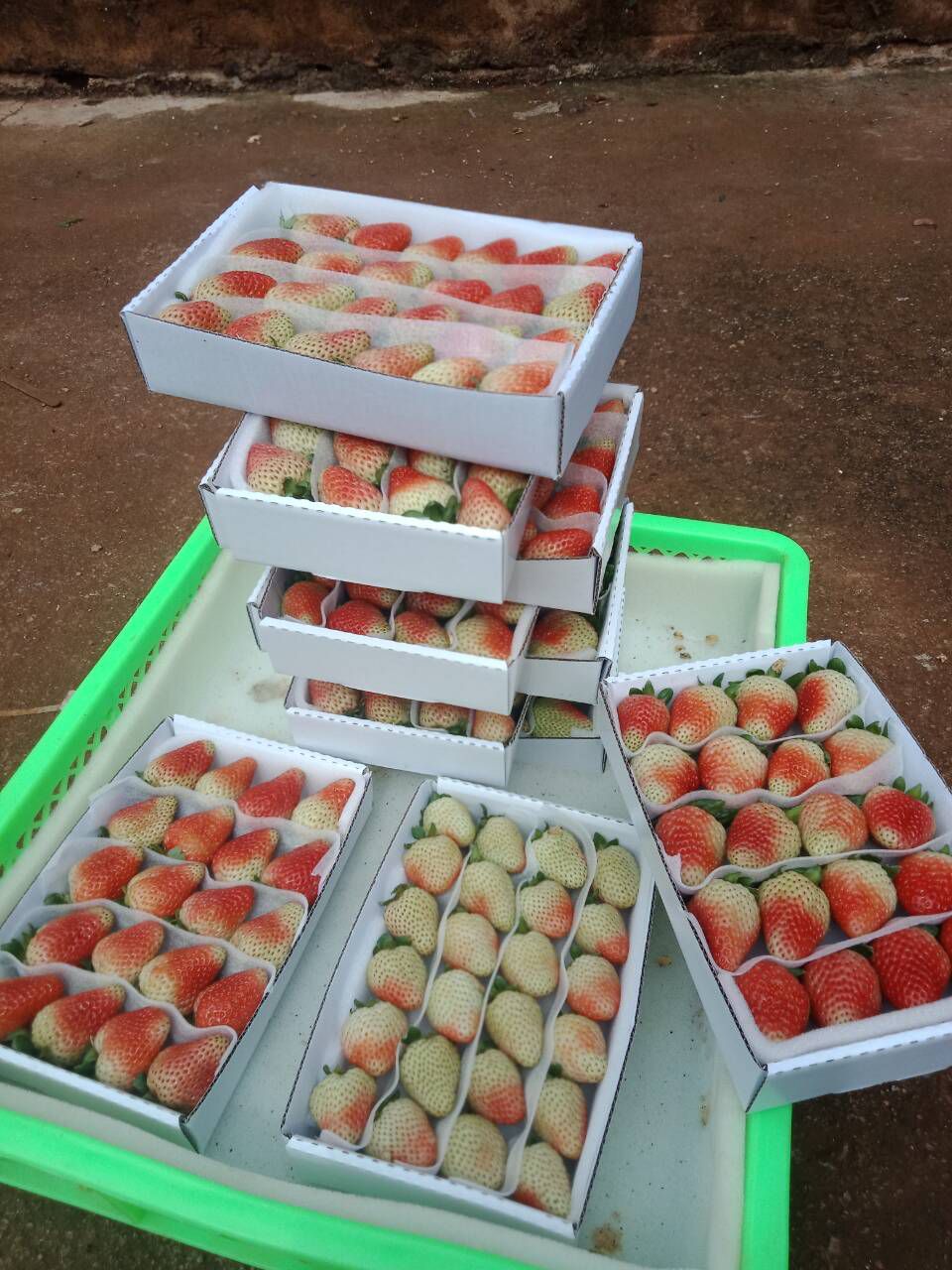 蒙特瑞草莓 诚找合作对像，能长期合作，