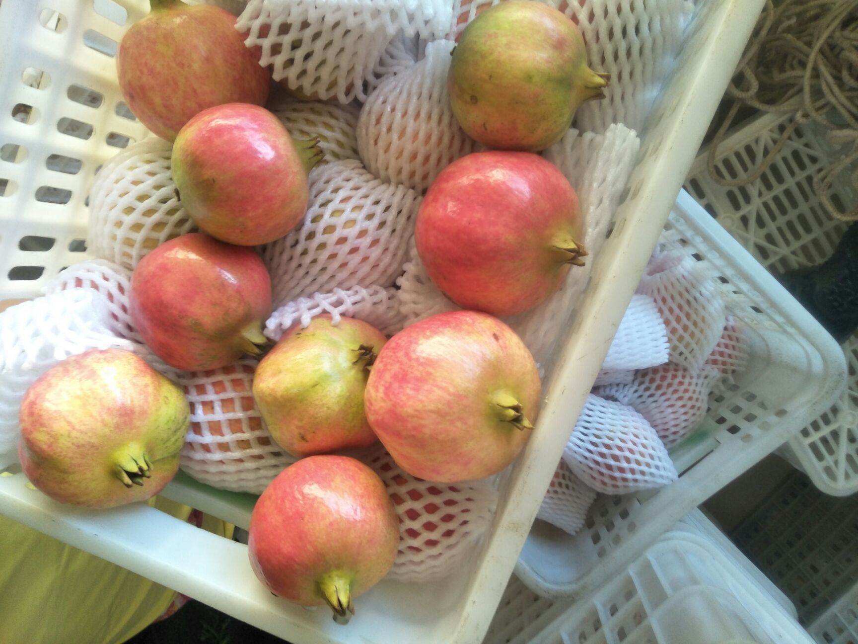 会理石榴 0.6 - 0.8斤