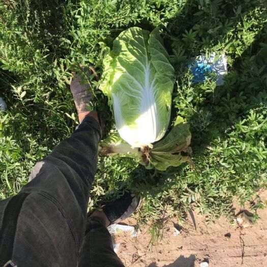 蔚县 【优选商家】旱地黄心大白菜大量供应